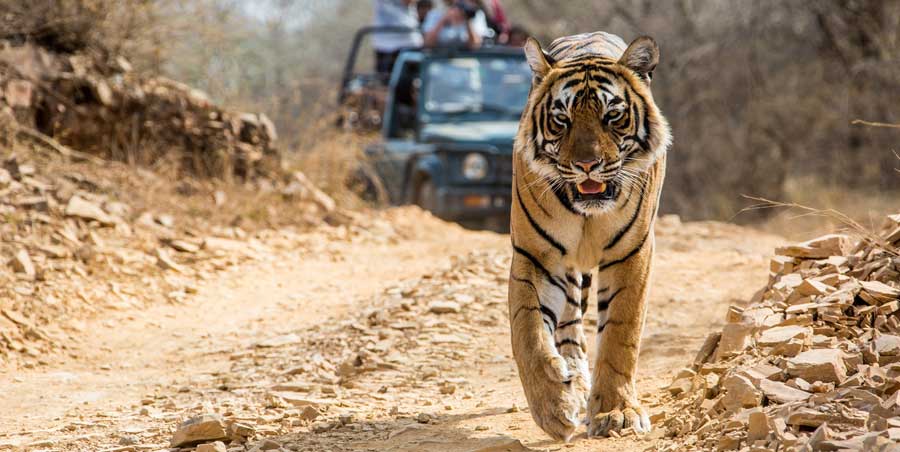 The Ultimate Guide to Bandhavgarh National Park