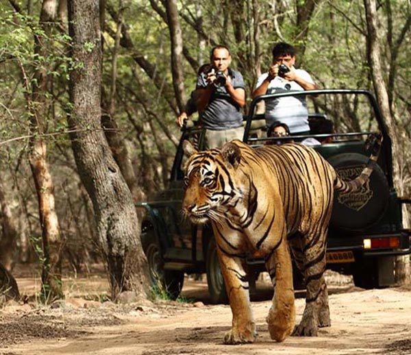 Golden Triangle With Tiger Safari