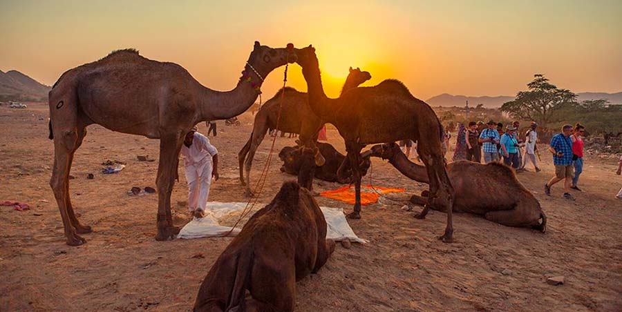 pushkar