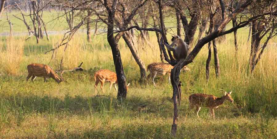 Ranthambore Safari Charges