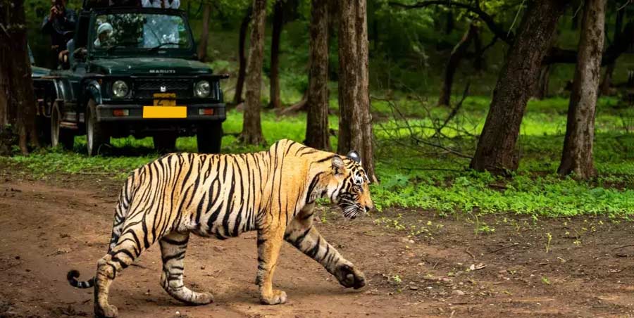 Ranthambore National Park