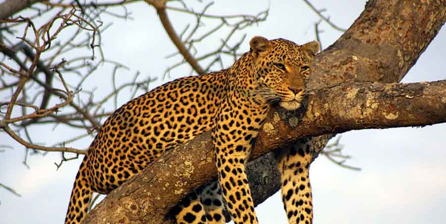 Ranthambore Jeep & Canter Safari Charges