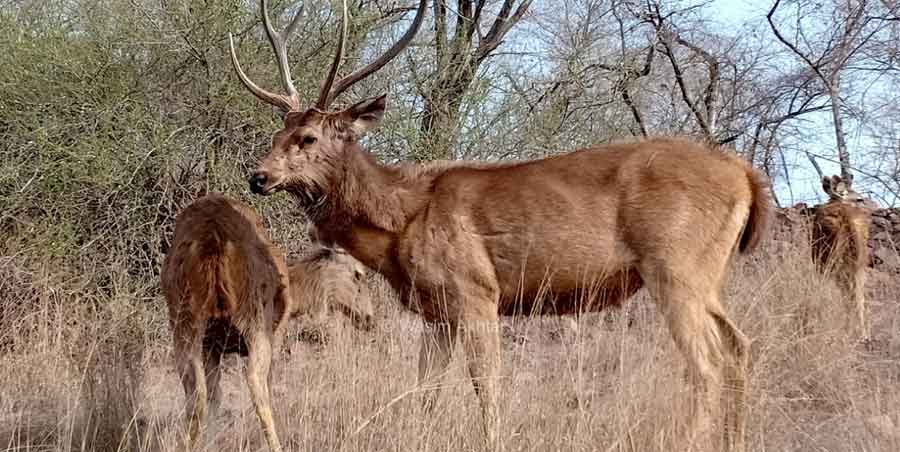 Ranthambore Safari Booking