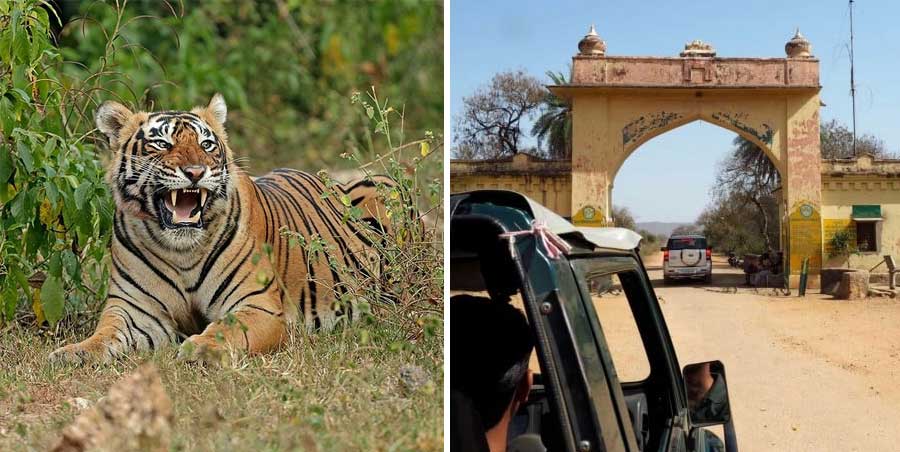 Sariska in Rajasthan tour
