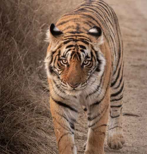 Tiger Tour With Taj Mahal