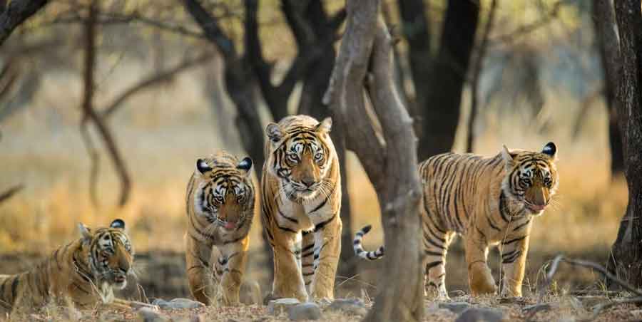 Ranthambore Safari Booking