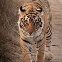 12 Days Tiger Tour With Taj Mahal 