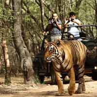 Golden Triangle with Tiger 